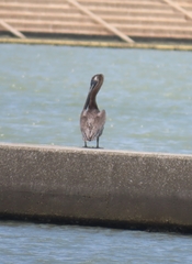 Pelecanus occidentalis