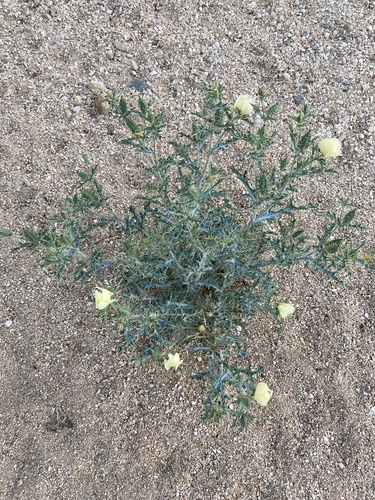 Argemone ochroleuca iNat (1)