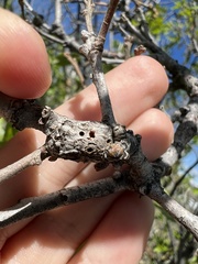 Callirhytis frequens