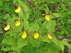 Cypripedium parviflorum pubescens