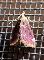 Pyrausta signatalis