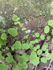 Thalictrum clavatum