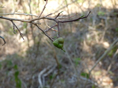 Sebastiania adenophora