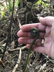 Asplenium oblongifolium