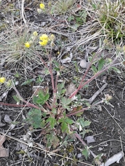 Potentilla arenosa