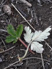 Potentilla arenosa