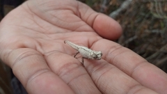 Leaf Chameleon photo 4