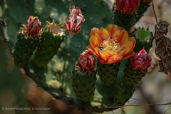 Opuntia