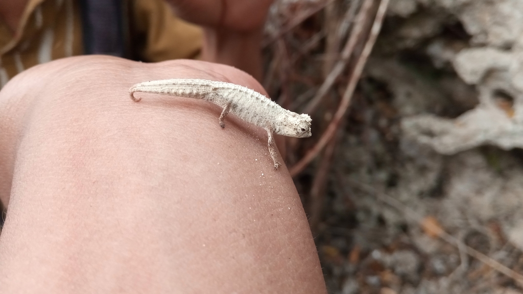 Leaf Chameleon