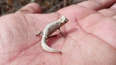 Leaf Chameleon photo 3