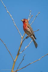 Haemorhous mexicanus