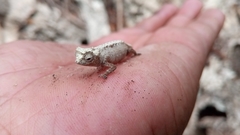 Leaf Chameleon photo 5