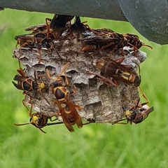 Polistes humilis synoecus