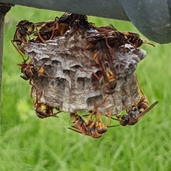 Polistes humilis synoecus