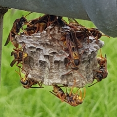 Polistes humilis synoecus