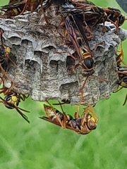 Polistes humilis synoecus