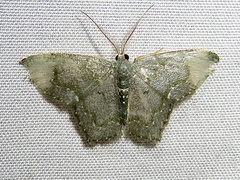 Chloropteryx diluta