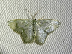 Chloropteryx diluta
