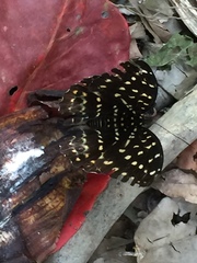 Lexias dirtea merguia
