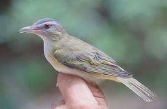 Yellow-Green Vireo photo 2