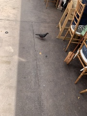 Columba livia domestica