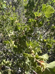 Ribes cereum