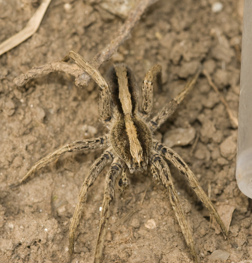Centroctenus brevipes