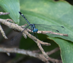 Hylaeothemis apicalis