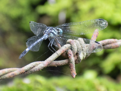 Hylaeothemis apicalis