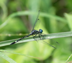 Hylaeothemis apicalis