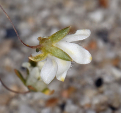 Nemacladus matsonii