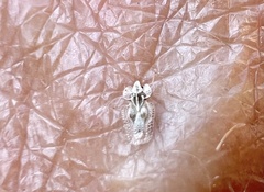 Corythucha confraterna