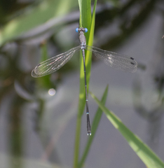 Lestes dorothea