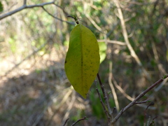 Sebastiania adenophora