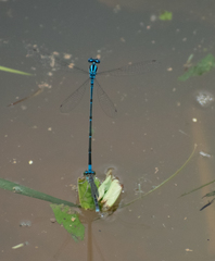 Pseudagrion malabaricum