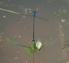 Pseudagrion malabaricum