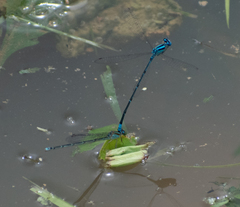 Pseudagrion malabaricum