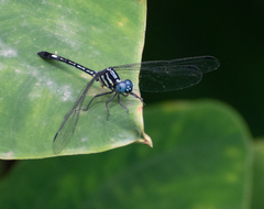Hylaeothemis apicalis