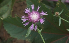 Centaurea diluta