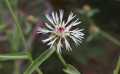 Centaurea diluta