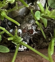 Ephuta argenticeps