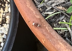 Ephuta argenticeps