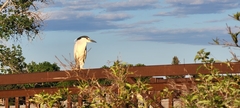 Nycticorax nycticorax