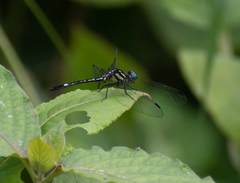 Hylaeothemis apicalis