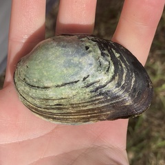 Pleurobema oviforme
