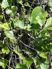 Dioscorea galeottiana