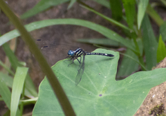 Hylaeothemis apicalis