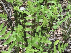 Osmunda claytoniana