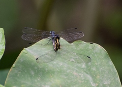 Hylaeothemis apicalis