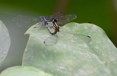 Hylaeothemis apicalis